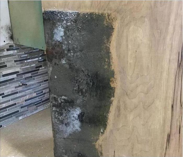 Black mold growth on a drywall.